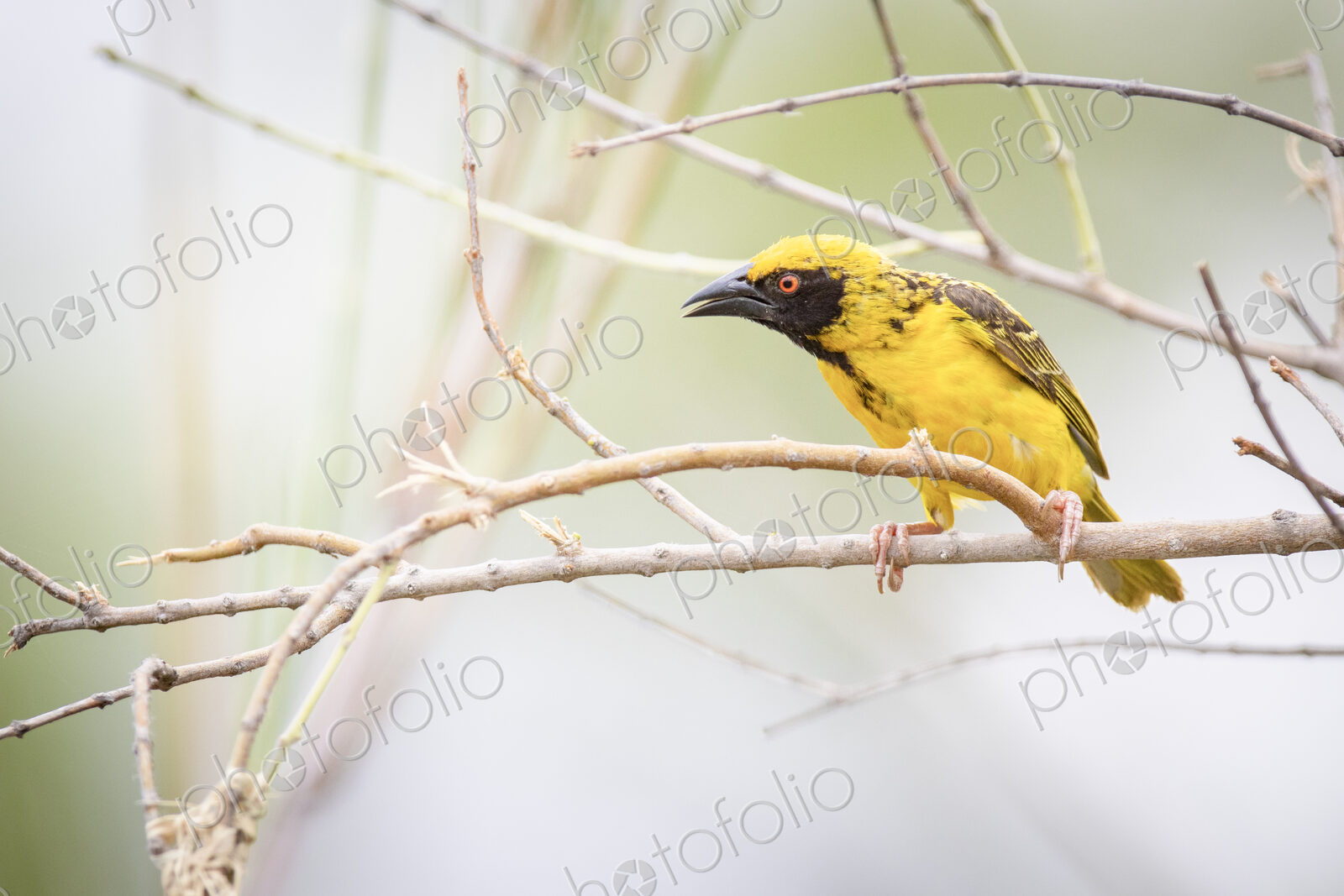 A village weaver, Ploceus cucullatus, perches on a bare branch, beak open