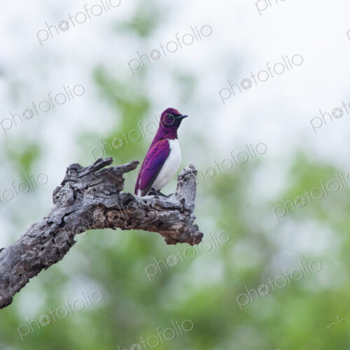 A violet-backed starling, Cinnyricinclus leucogaster, perches on a branch, greenery in… A violet-backed starling, Cinnyricinclus leucogaster, perches on a branch, greenery in…