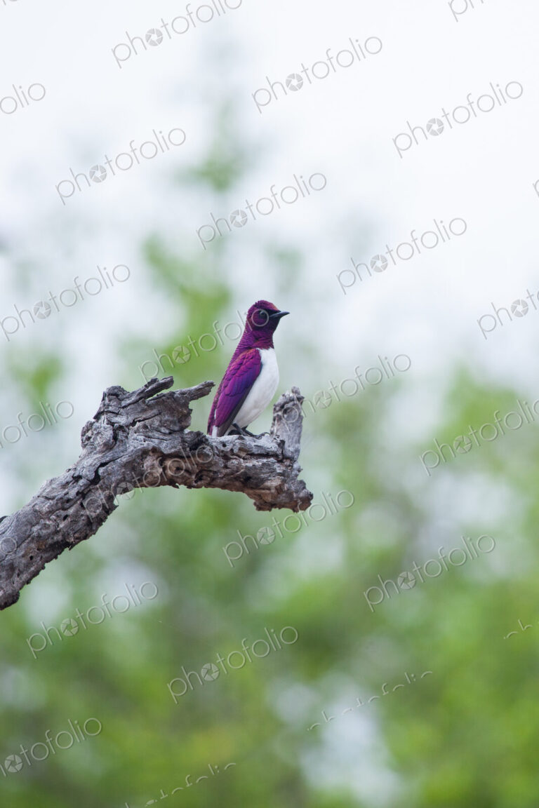 A violet-backed starling, Cinnyricinclus leucogaster, perches on a branch, greenery in…