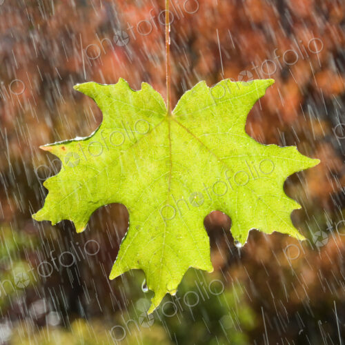 A vivid green maple leaf glistening in the rain, against a background of brown autumn…