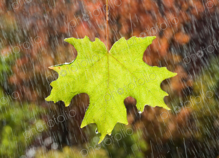 A vivid green maple leaf glistening in the rain, against a background of brown autumn…