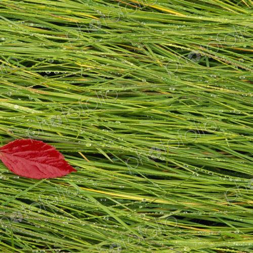A vivid red leaf lying on the wet grass. Autumn. A vivid red leaf lying on the wet grass. Autumn.