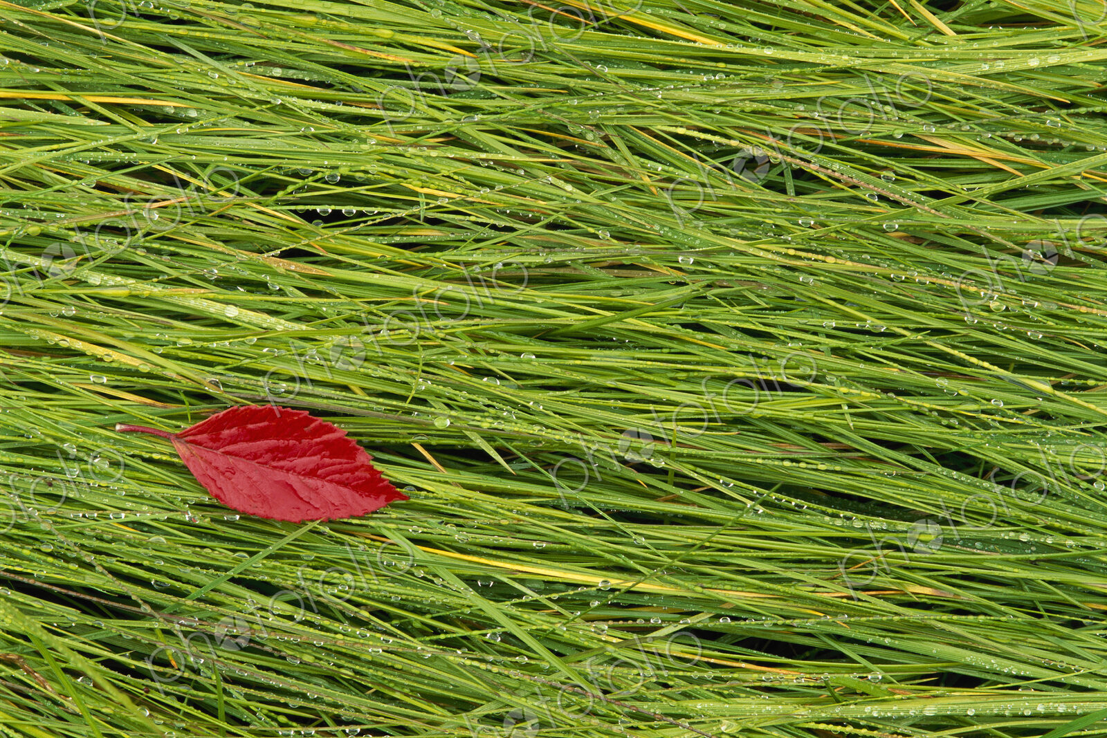 A vivid red leaf lying on the wet grass. Autumn.