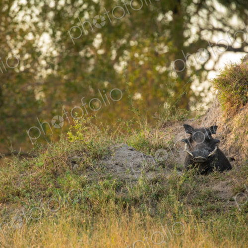 A warthog, Phacochoerus africanus, standing at the entrance of a termite mound. A warthog, Phacochoerus africanus, standing at the entrance of a termite mound.