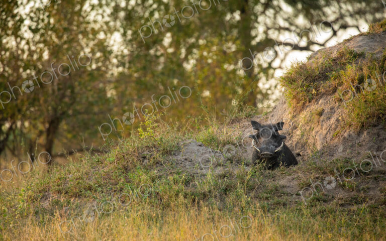 A warthog, Phacochoerus africanus, standing at the entrance of a termite mound.
