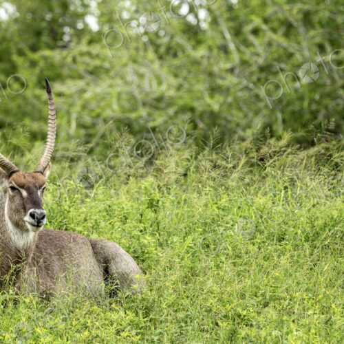 A waterbuck, Kobus ellipsiprymnus, resting in grass. A waterbuck, Kobus ellipsiprymnus, resting in grass.
