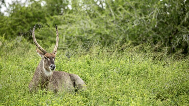 A waterbuck, Kobus ellipsiprymnus, resting in grass.