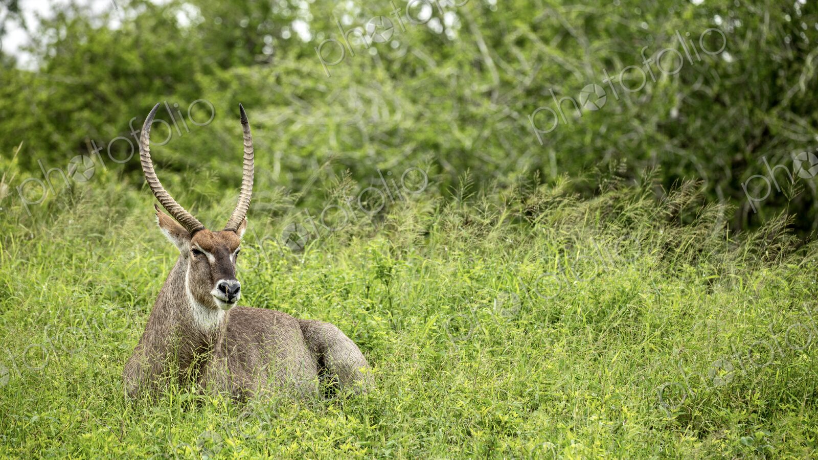 A waterbuck, Kobus ellipsiprymnus, resting in grass.