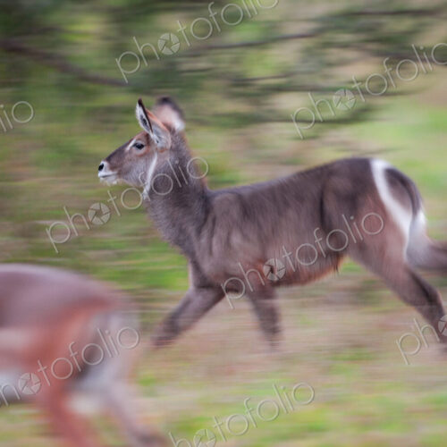 A waterbuck, Kobus ellipsiprymnus, runs, looking away, blurred motion, impala in… A waterbuck, Kobus ellipsiprymnus, runs, looking away, blurred motion, impala in…