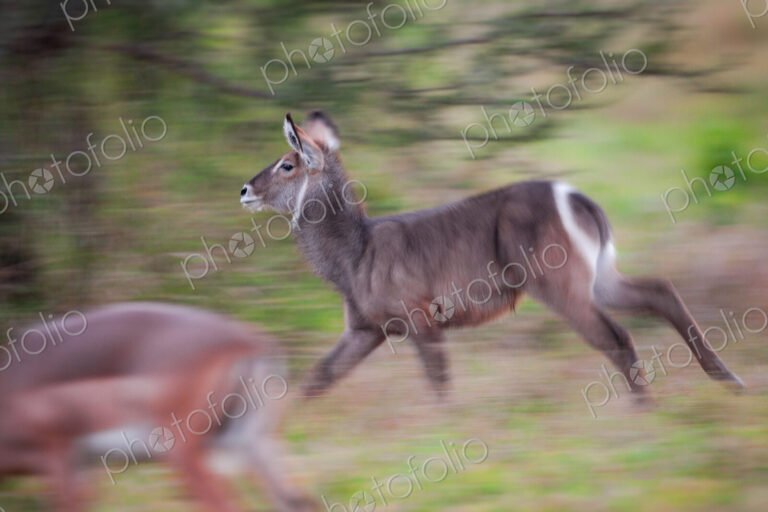 A waterbuck, Kobus ellipsiprymnus, runs, looking away, blurred motion, impala in…