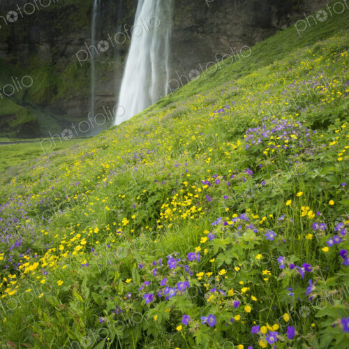 A waterfall cascade over a sheer cliff.