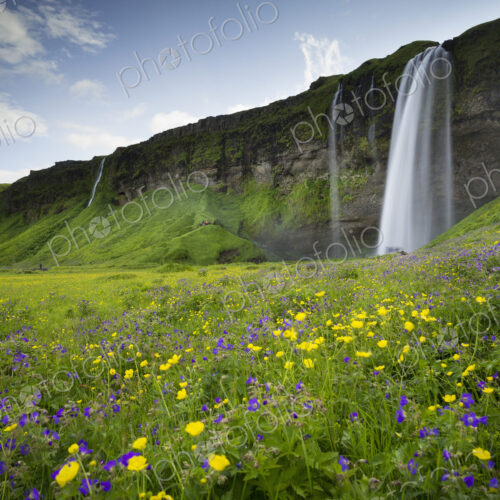 A waterfall cascade over a sheer cliff and wildflower meadodwos.