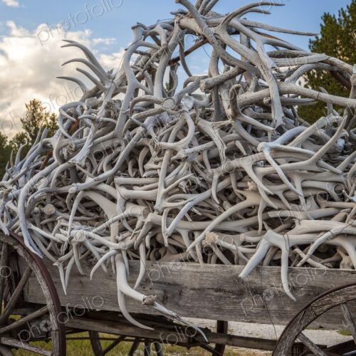 A weathered wooden wagon overflowing with pale deer and elk antlers sits on grass… A weathered wooden wagon overflowing with pale deer and elk antlers sits on grass…
