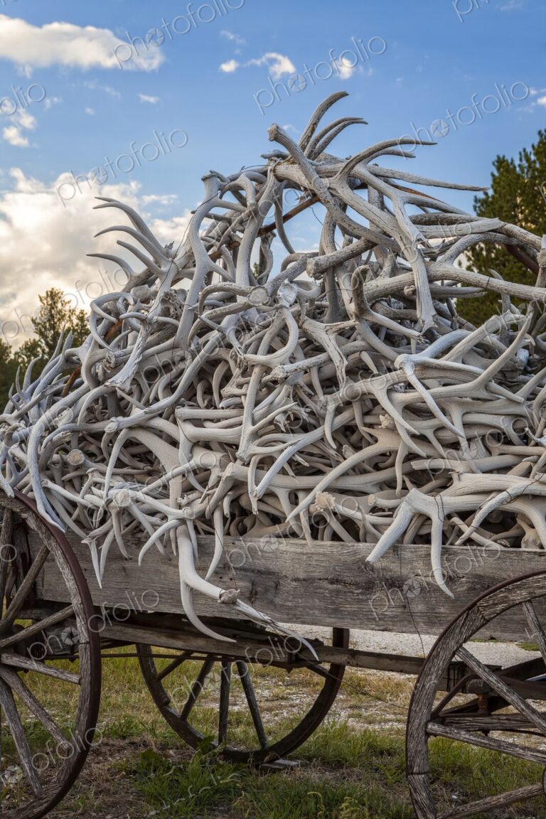 A weathered wooden wagon overflowing with pale deer and elk antlers sits on grass…
