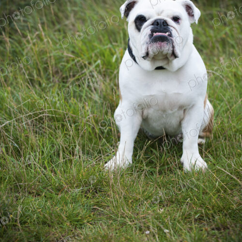 A white English Bulldog, a pedigree dog with a snubbed nose sitting on his haunches on…