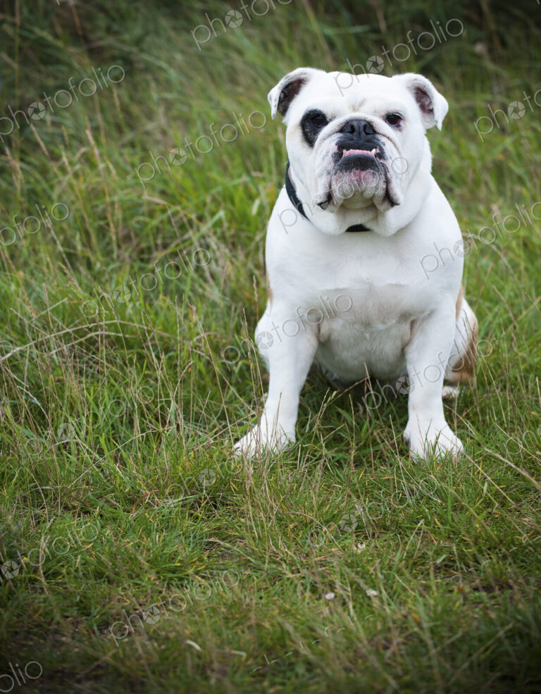 A white English Bulldog, a pedigree dog with a snubbed nose sitting on his haunches on…