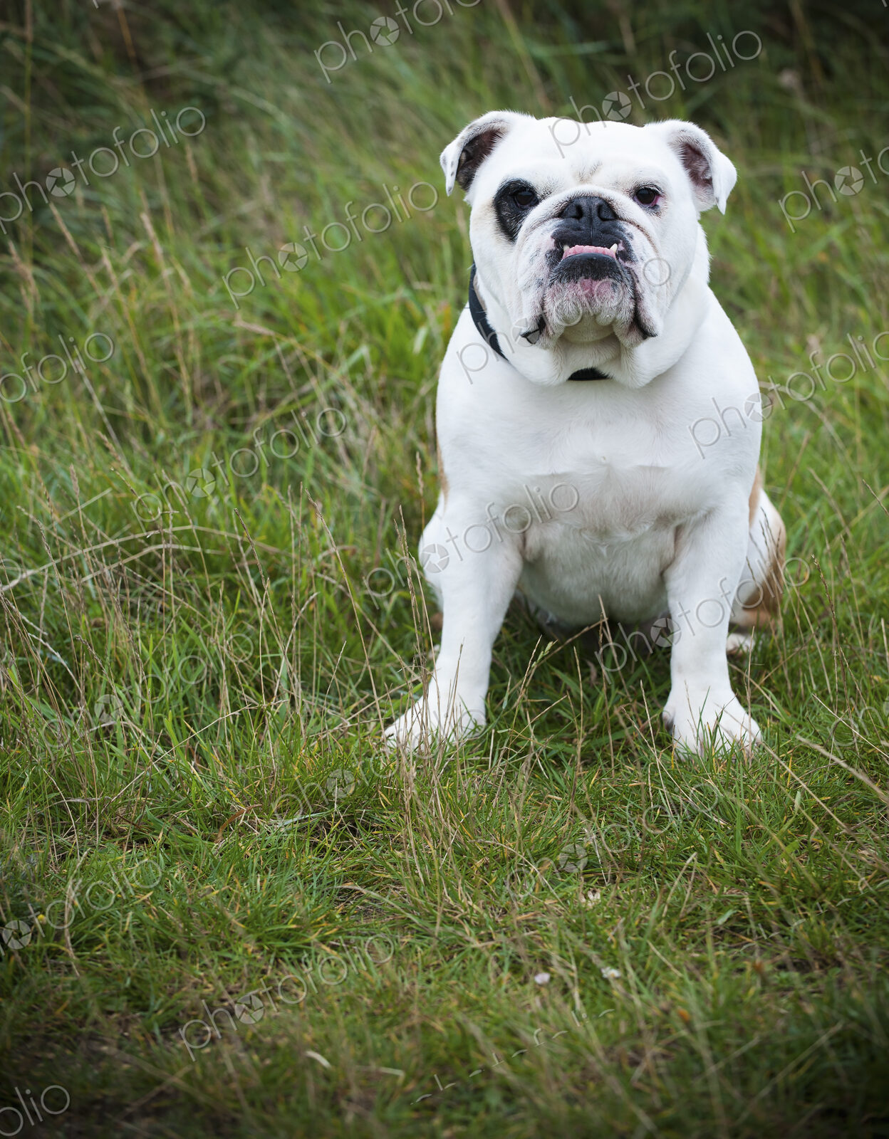 A white English Bulldog, a pedigree dog with a snubbed nose sitting on his haunches on…