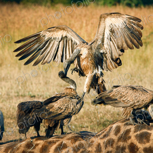A white-backed vulture, Gyps africanus, opens up its wings and attacks another vulture…