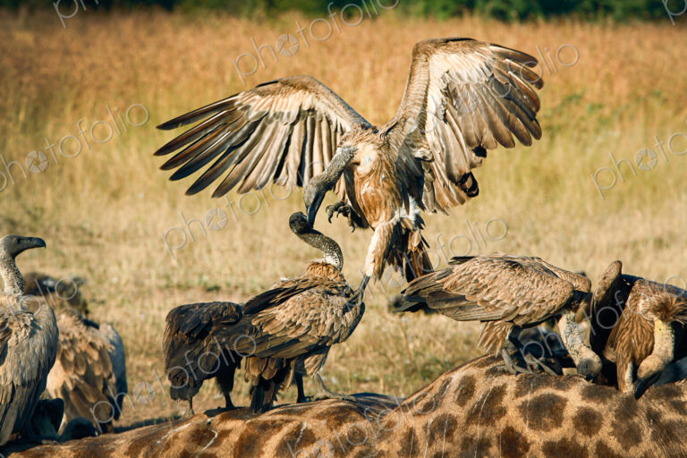 A white-backed vulture, Gyps africanus, opens up its wings and attacks another vulture…