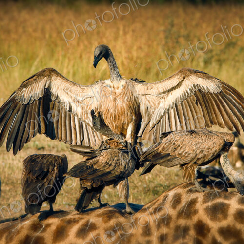 A white-backed vulture, Gyps africanus, opens up its wings and lands on another…
