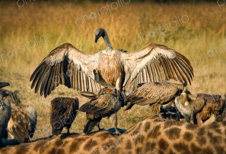 A white-backed vulture, Gyps africanus, opens up its wings and lands on another…
