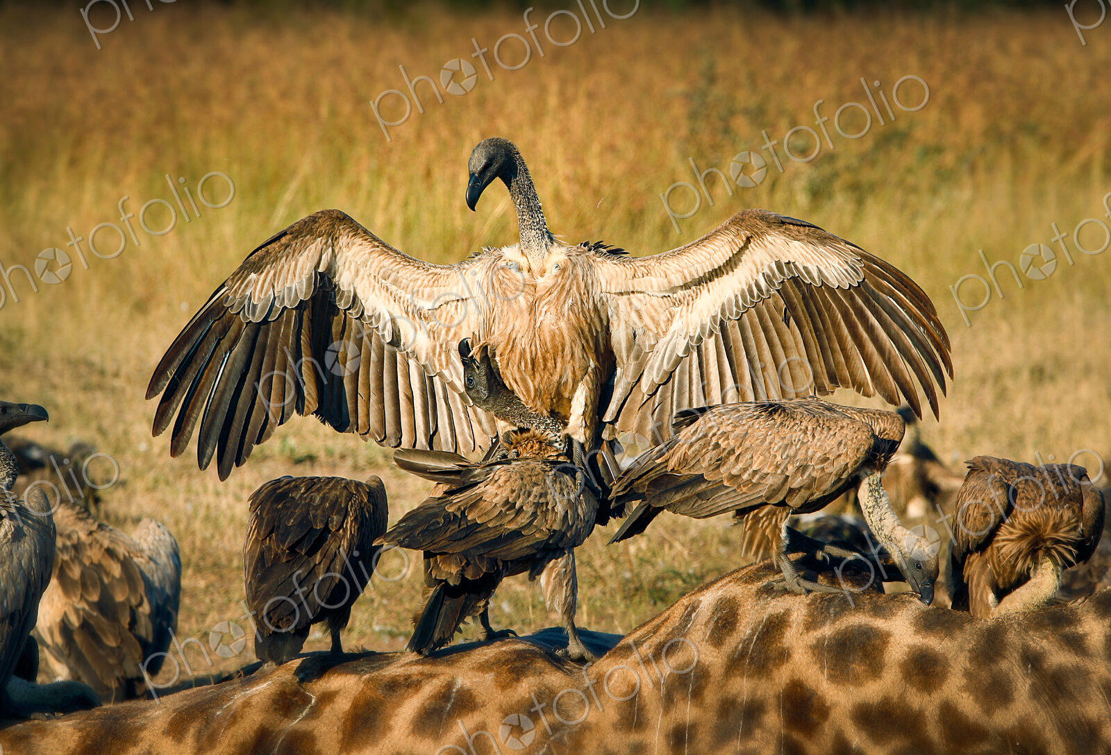 A white-backed vulture, Gyps africanus, opens up its wings and lands on another…