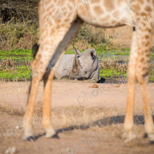 A white rhino, Ceratotherium simum, lies in a water pan in the background and is…
