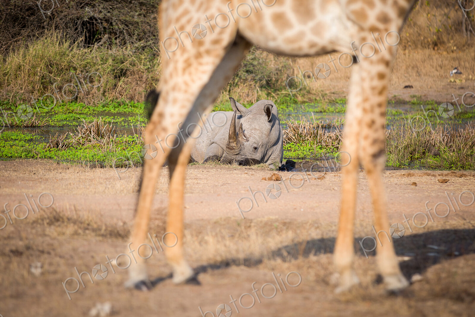 A white rhino, Ceratotherium simum, lies in a water pan in the background and is…