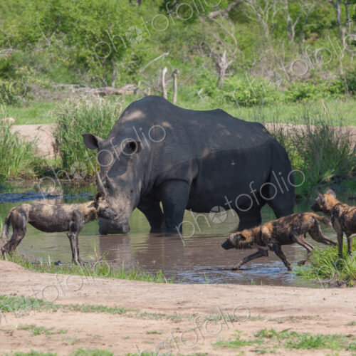 A white rhino, Ceratotherium simum, stands in a waterhole while wild dogs, Lycaon… A white rhino, Ceratotherium simum, stands in a waterhole while wild dogs, Lycaon…