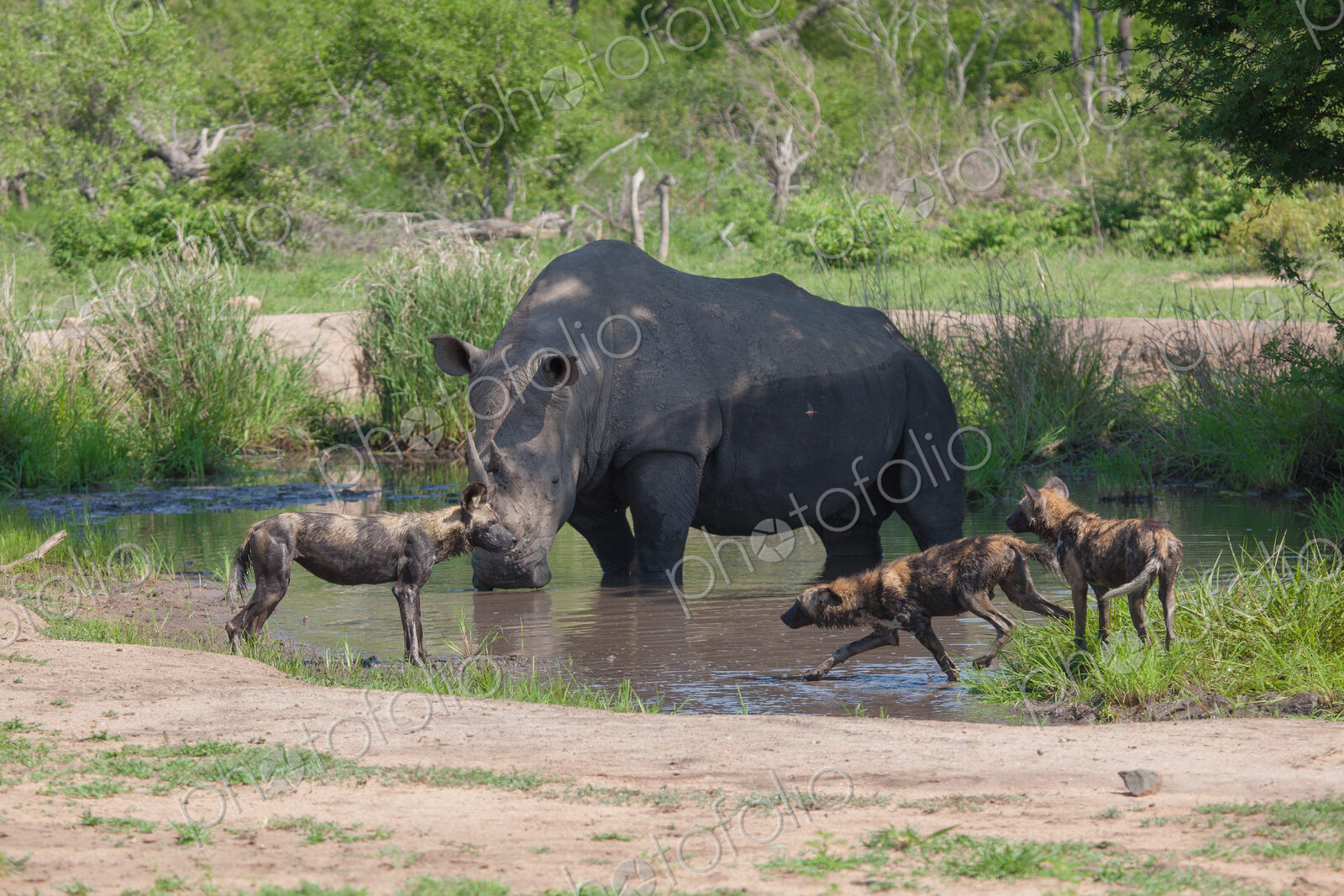 A white rhino, Ceratotherium simum, stands in a waterhole while wild dogs, Lycaon…
