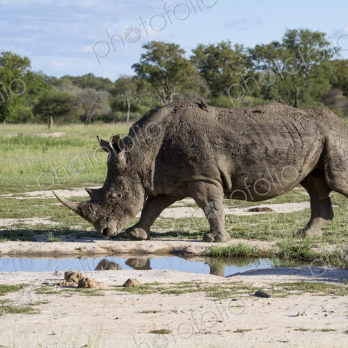A white rhino, Ceratotherium simum, walks passed a waterhole
