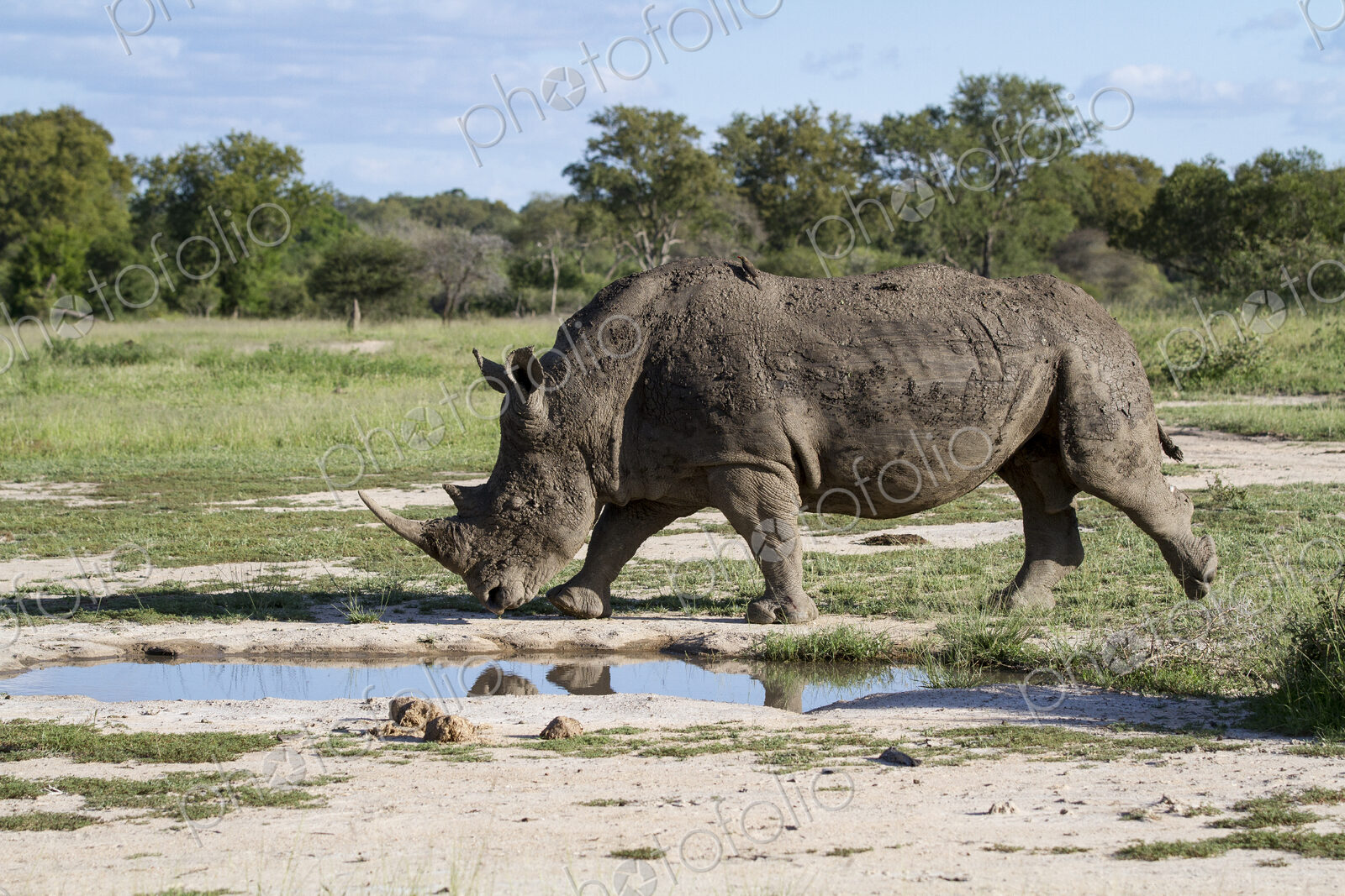 A white rhino, Ceratotherium simum, walks passed a waterhole