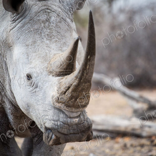 A white rhino bull, Ceratotherium simum, stands in a clearing, direct gaze