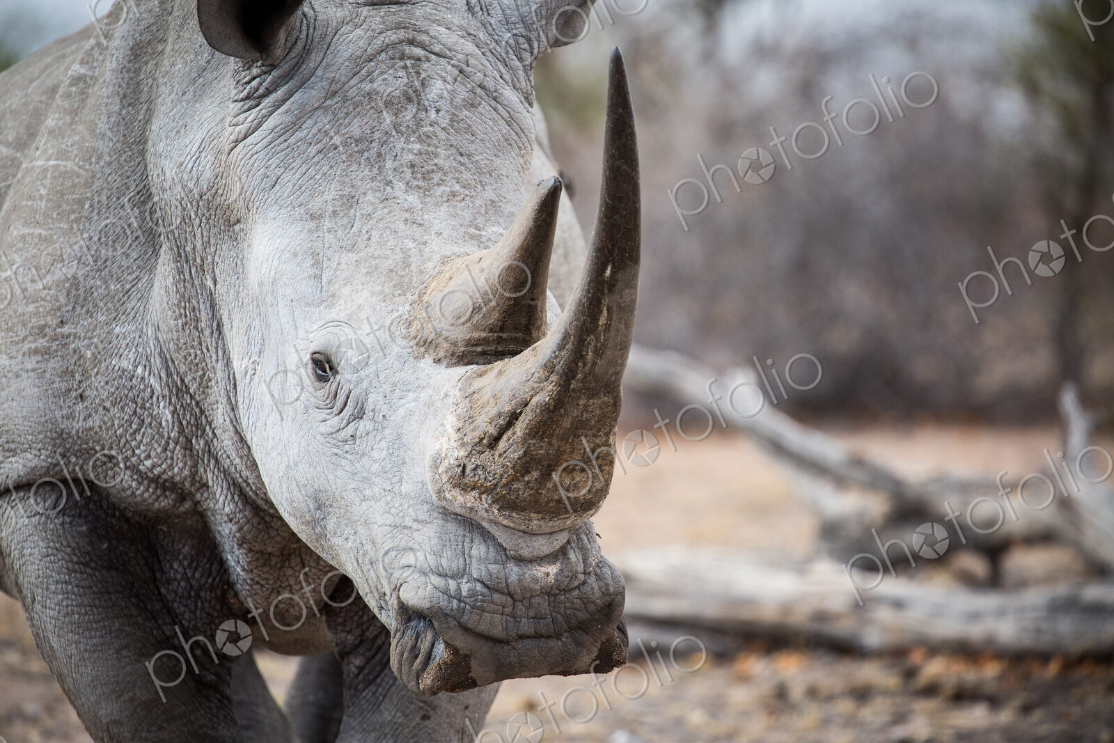 A white rhino bull, Ceratotherium simum, stands in a clearing, direct gaze