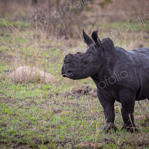 A white rhino calf, Ceratotherium simum, stands on green grass, covered in dark mud,… A white rhino calf, Ceratotherium simum, stands on green grass, covered in dark mud,…