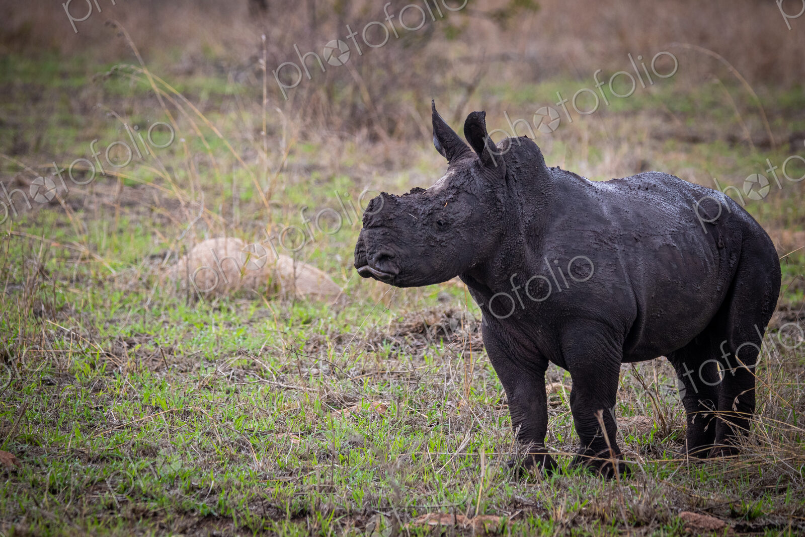 A white rhino calf, Ceratotherium simum, stands on green grass, covered in dark mud,…