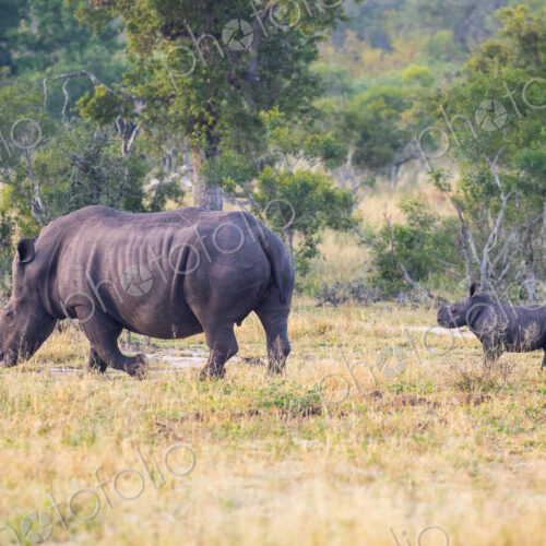 A white rhinoceros mother, Ceratotherium simum, is followed by her calf. A white rhinoceros mother, Ceratotherium simum, is followed by her calf.