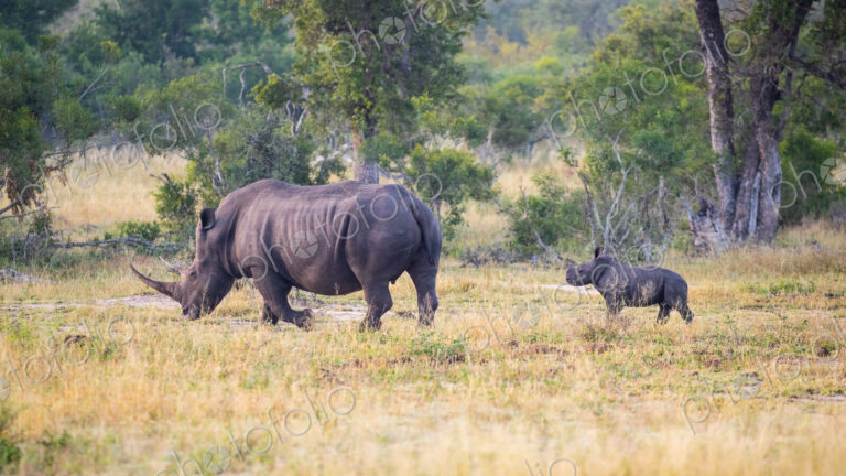 A white rhinoceros mother, Ceratotherium simum, is followed by her calf.