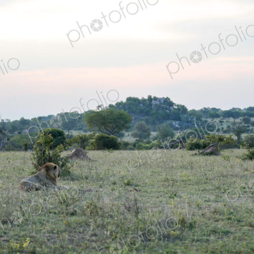 A wide-angle shot of a male lion lying down, Panthera leo. A wide-angle shot of a male lion lying down, Panthera leo.