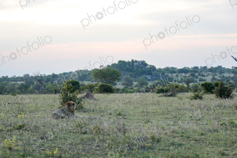A wide-angle shot of a male lion lying down, Panthera leo.