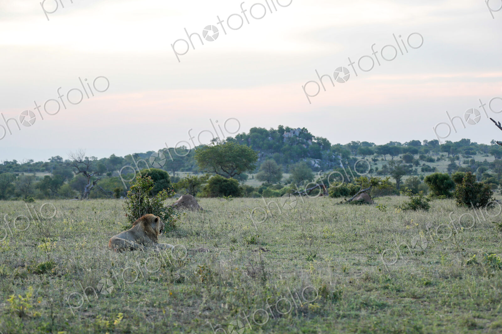 A wide-angle shot of a male lion lying down, Panthera leo.