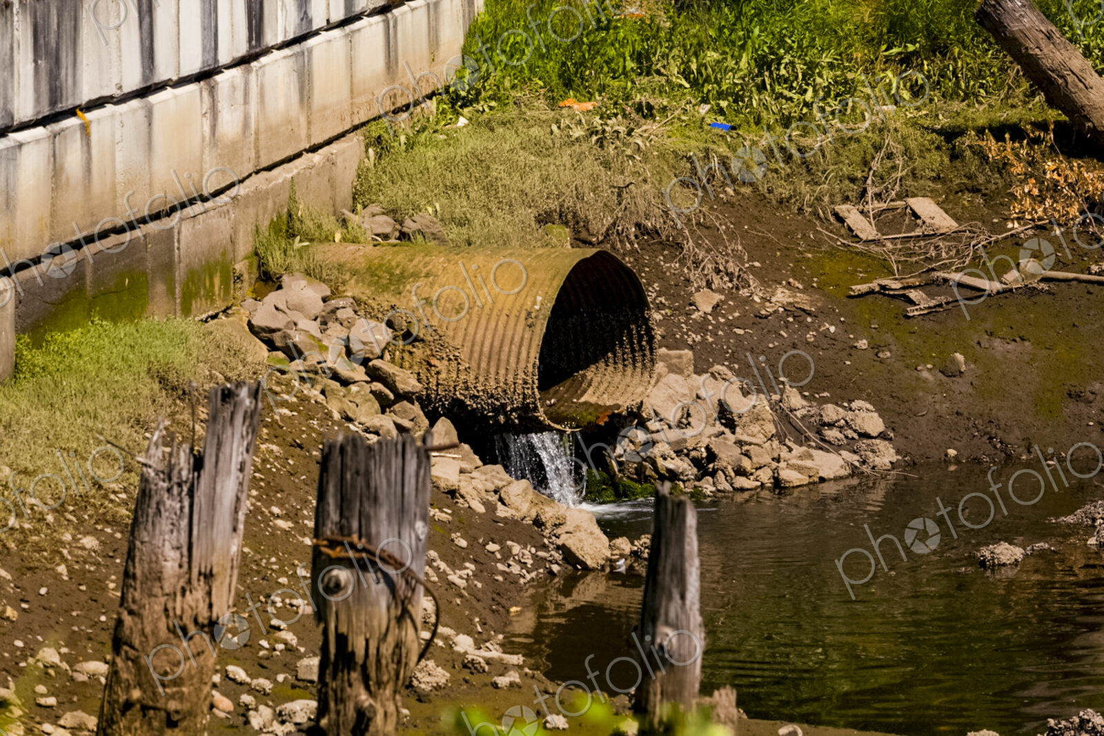 A wide rusty outflow pipe with content flowing into Puget Sound, now a…