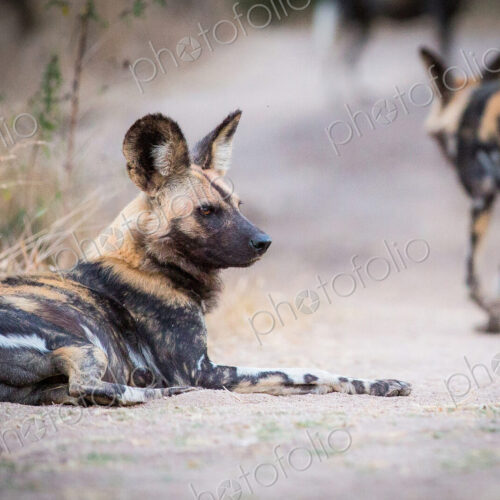 A wild dog, Lycaon pictus, lies on the ground, looking away, bloody face, ears perked