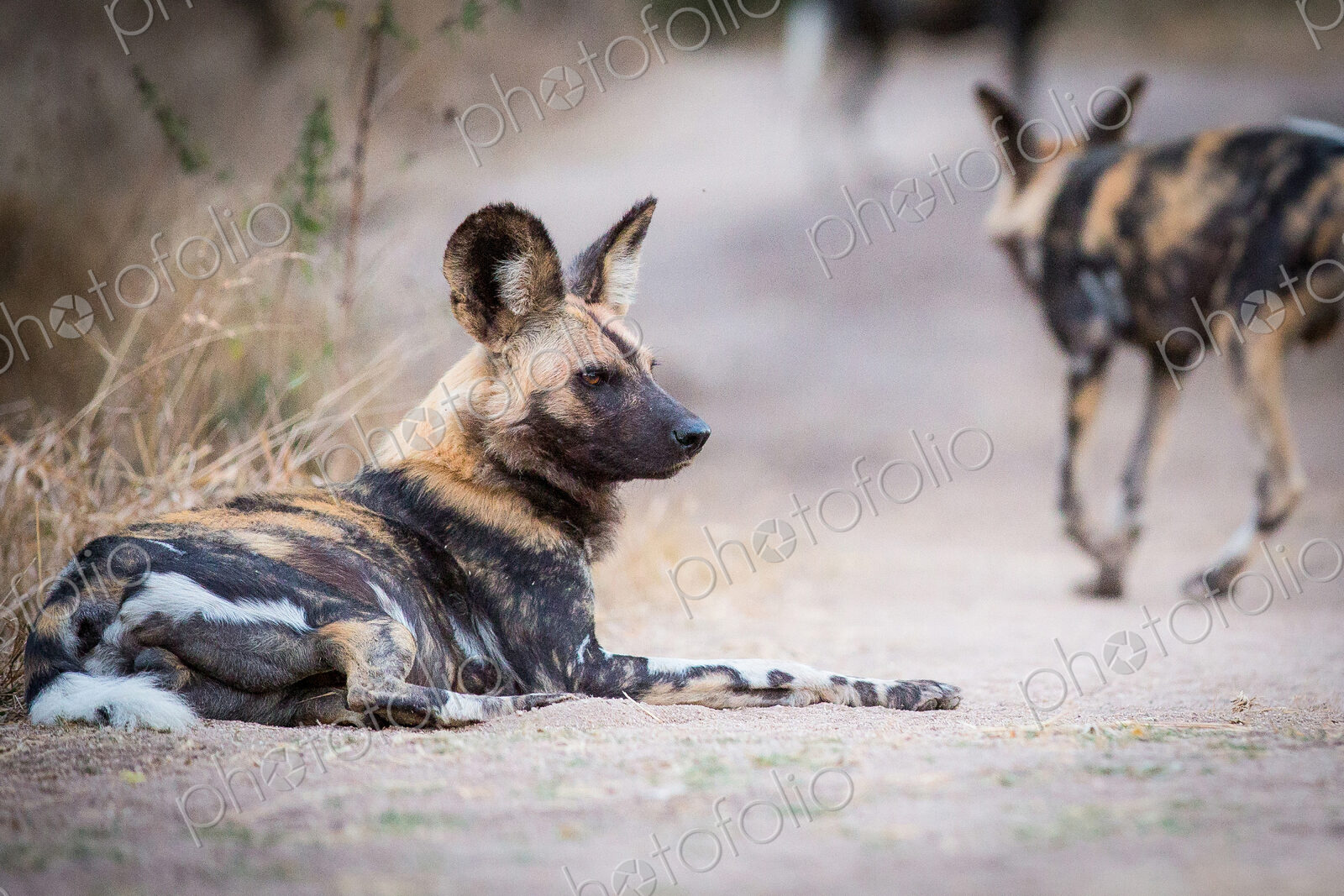 A wild dog, Lycaon pictus, lies on the ground, looking away, bloody face, ears perked