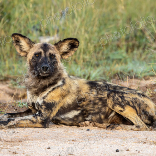 A wild dog, Lycaon pictus, lying down on the ground.
