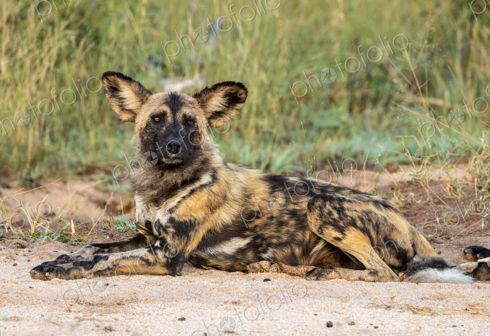 A wild dog, Lycaon pictus, lying down on the ground.