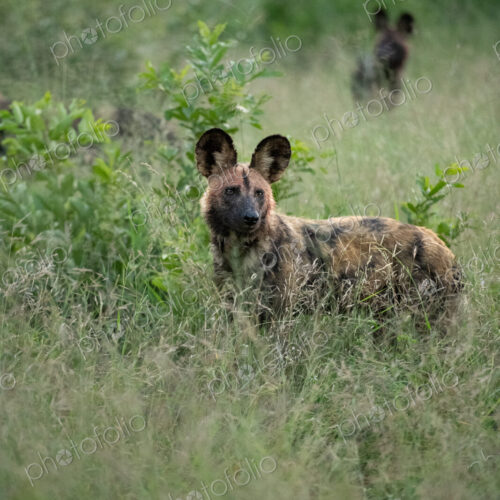 A wild dog, Lycaon pictus, standing in long grass. A wild dog, Lycaon pictus, standing in long grass.