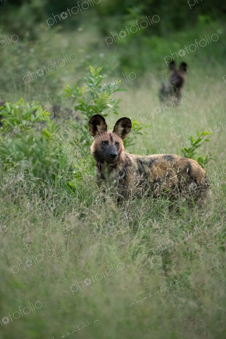 A wild dog, Lycaon pictus, standing in long grass.