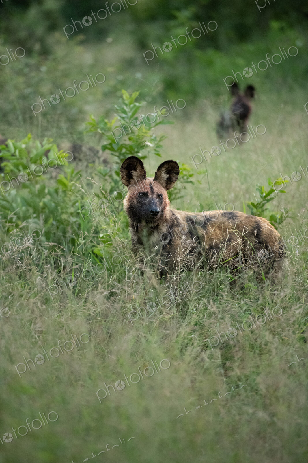 A wild dog, Lycaon pictus, standing in long grass.