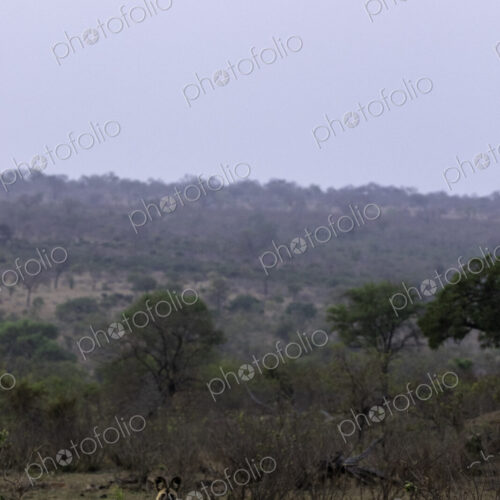 A wild dog, Lycaon pictus, standing in short grass, landscape backround.